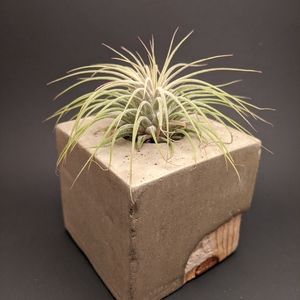Concrete Cube Air Planter